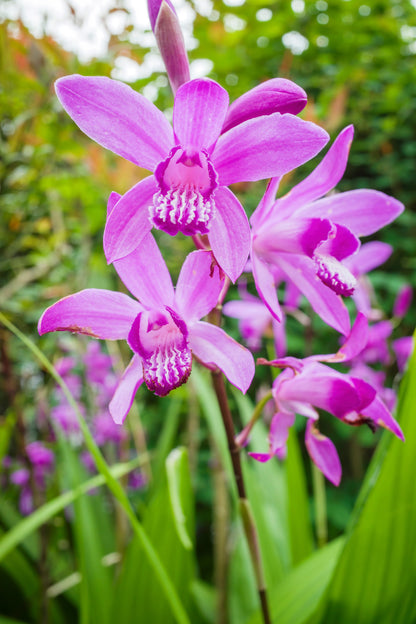 50 Hardy CHINESE GROUND ORCHID Bletilla Striata Purple Flower Seeds