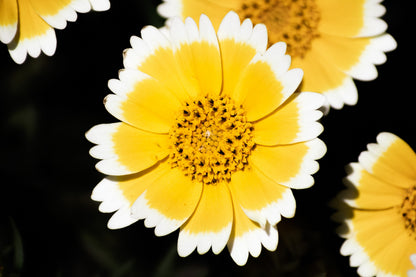 500 TIDY TIPS Layia Platyglossa Native Yellow & White Flower Seeds