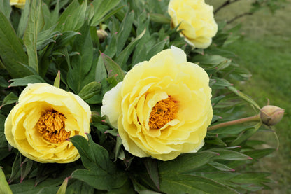 10 TREE PEONY Mountain Paeony Paeonia Suffruticosa Arborea Mixed Colors Red Pink White Purple Yellow Bicolor Flower Shrub Seeds
