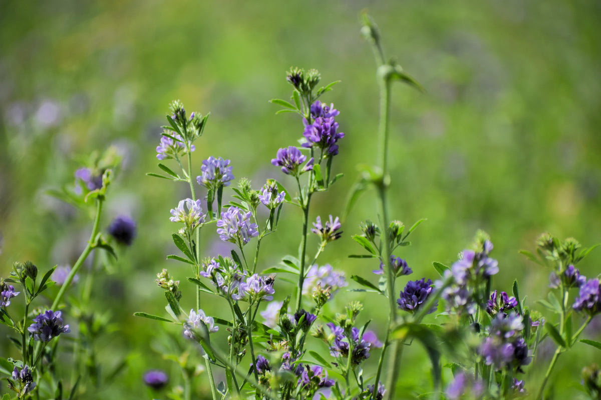 2000 ALFALFA Medicago Sativa Flower Plant Seeds