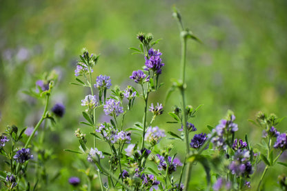 2000 ALFALFA Medicago Sativa Flower Plant Seeds