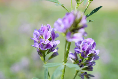 100 CIMARRON ALFALFA Medicago Sativa Ground Cover Forage Purple Flower Seeds
