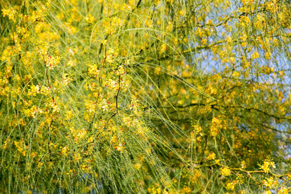 25 JERUSALEM THORN TREE Mexican Palo Verde Parkinsonia Aculeata Yellow & Red Flower Large Shrub Small Tree Legume Seeds
