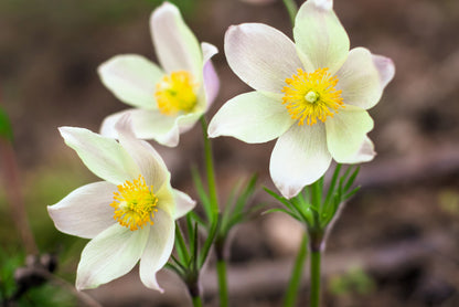 25 WHITE ANEMONE Pulsatilla Vulgaris PASQUE flower Seeds