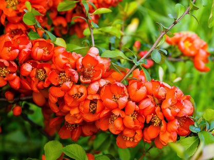 30 FLOWERING QUINCE Fruit Seeds - Pink Red White Orange Flowering Shrub - aka Japanese, Chinese, & Common Quince - Chaenomeles Speciosa