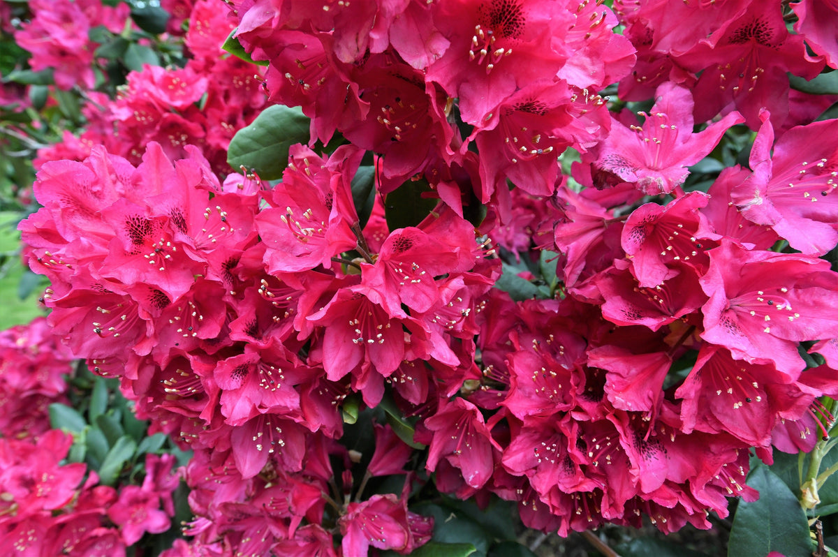 50 MIXED HYBRIDS RHODODENDRON spp. Mixed Colors - Red, Pink, Purple, White, Yellow, Orange Flower Sun or Shade Bush Shrub Seeds