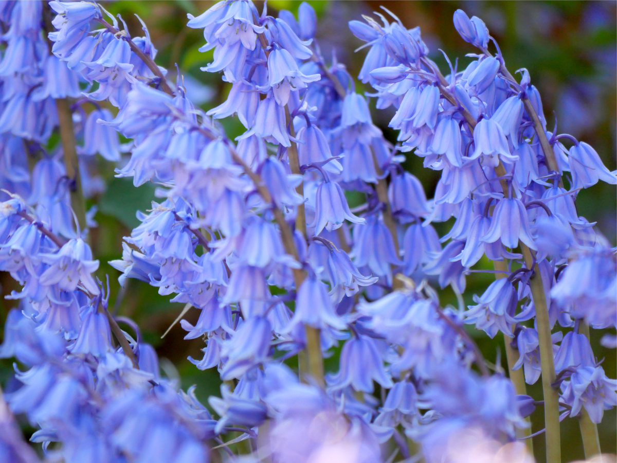 10 WOOD HYACINTH Mixed Colors English Woodland Spanish Bluebell Scilla Campanulata Hyacinthoides Hispanica Pink Purple White Flower Seeds