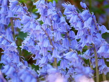 10 WOOD HYACINTH Mixed Colors English Woodland Spanish Bluebell Scilla Campanulata Hyacinthoides Hispanica Pink Purple White Flower Seeds