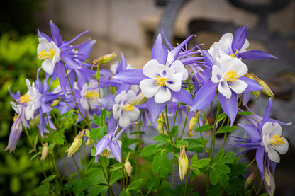 50 Blue ROCKY MOUNTAIN COLUMBINE Aquilegia Caerulea Flower Seeds