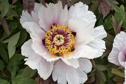 10 TREE PEONY Mountain Paeony Paeonia Suffruticosa Arborea Mixed Colors Red Pink White Purple Yellow Bicolor Flower Shrub Seeds