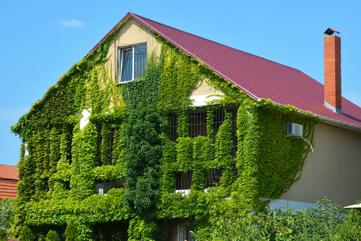 10 BOSTON IVY ( Bostonian Ivy / Wall Ivy ) Parthenocissus Tricuspidata Veitchii Vine Flower Seeds