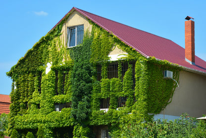 10 BOSTON IVY ( Bostonian Ivy / Wall Ivy ) Parthenocissus Tricuspidata Veitchii Vine Flower Seeds