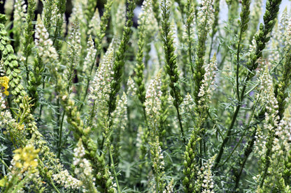 200 WHITE MIGNONETTE Reseda Alba Very FRAGRANT Flower Seeds