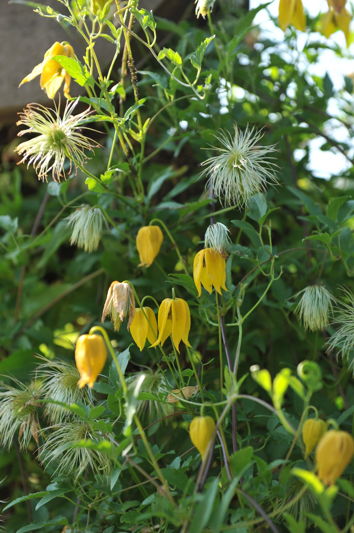 10 Yellow CLEMATIS RADAR LOVE Vine Climber Clematis Tangutica Flower Seeds