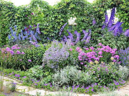 100 ROCKET LARKSPUR DELPHINIUM Consolida Giant Imperial Mixed Colors Flower Seeds