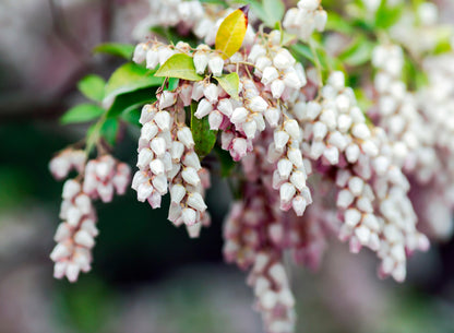 20 BEARBERRY Arctostaphylos Uva-Ursi Kinnikinnick Pinemat Manzanita Flower Seeds