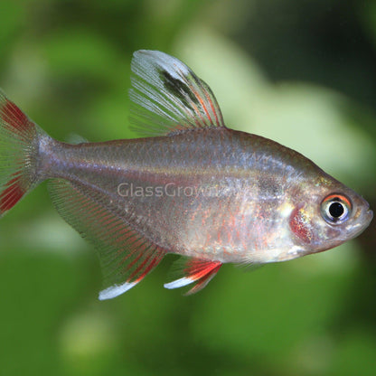 White Fin Pink Jewel Tetras 6 Pack