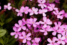 500 PINK ROCK SOAPWORT Saponaria Ocymoides Flower Seeds