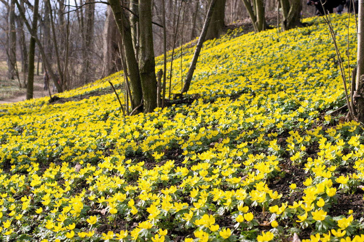 10 WINTER ACONITE Eranthis Hyemalis Yellow Sun Shade Flower Seeds