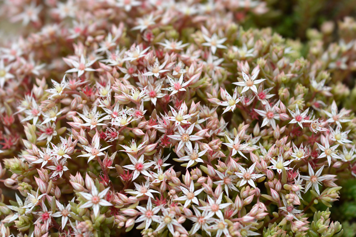25 Spanish STONECROP / SEDUM HISPANICUM Groundcover Flower Seeds