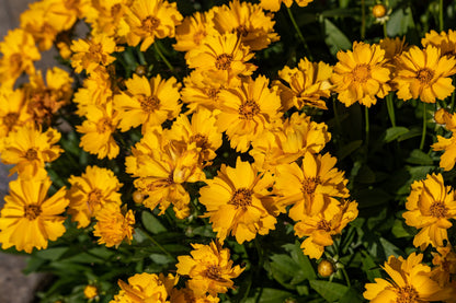 1000 YELLOW SAND COREOPSIS Lanceolata Lanceleaf Tickseed Flower Seeds
