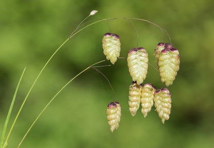 100 QUAKING GRASS (Rattlesnake Grass) Briza Maxima Seeds