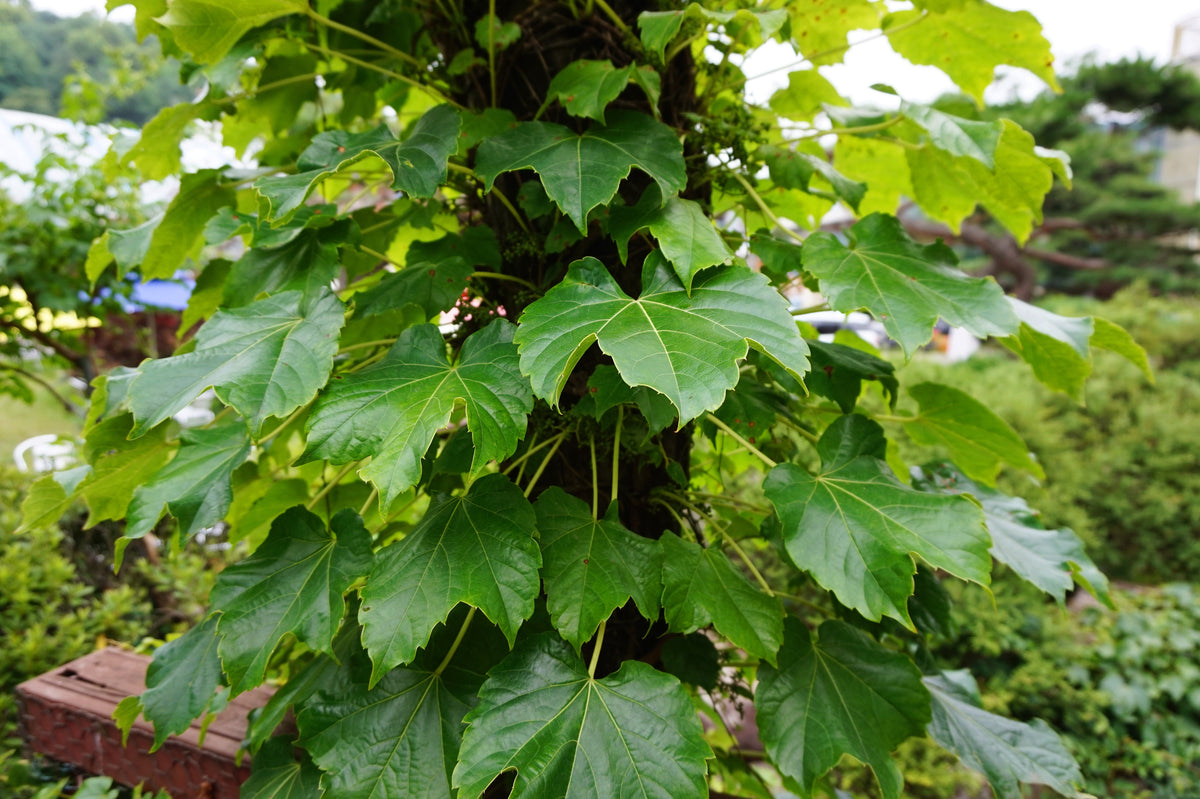10 BOSTON IVY ( Bostonian Ivy / Wall Ivy ) Parthenocissus Tricuspidata Veitchii Vine Flower Seeds