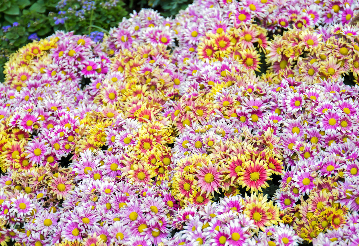 50 Mixed Colors INDIAN CHRYSANTHEMUM Indicum Hardy Mum Double Red Yellow Pink Orange Purple Bicolor Flower Seeds