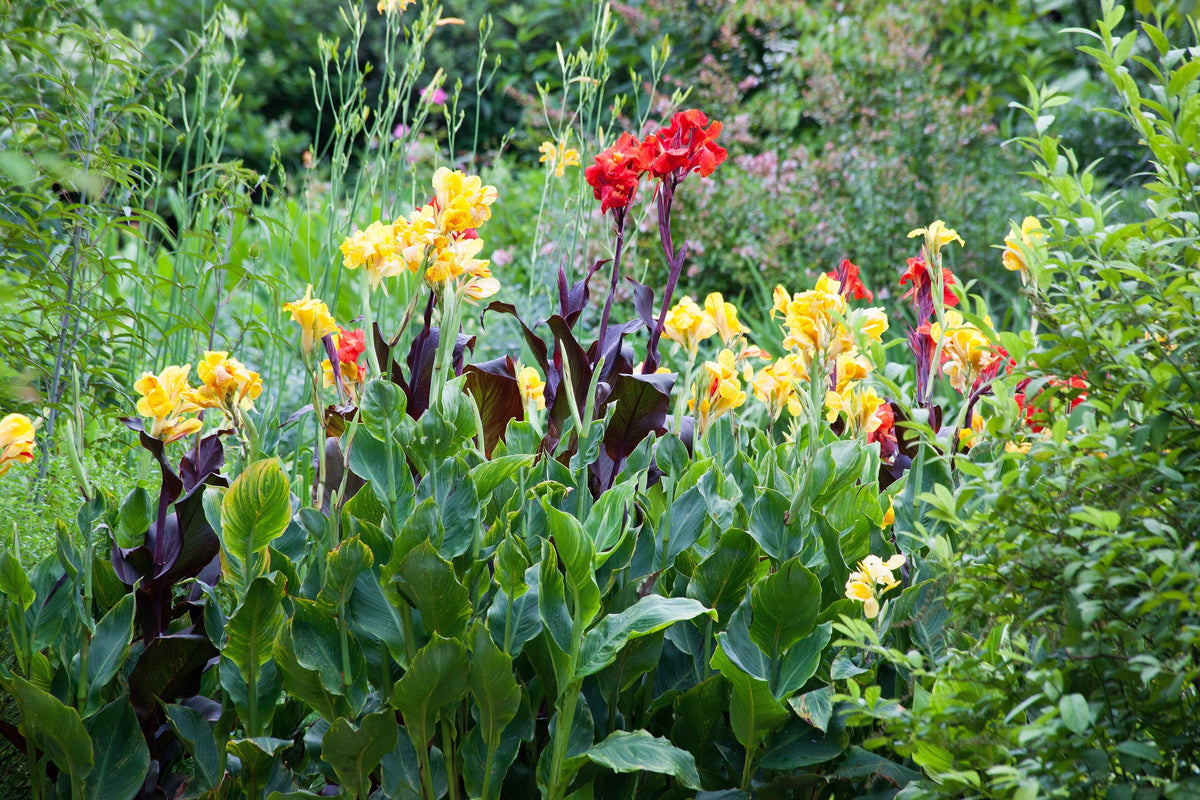 5 YELLOW CANNA LILY Indian Shot Canna Indica Flower Seeds