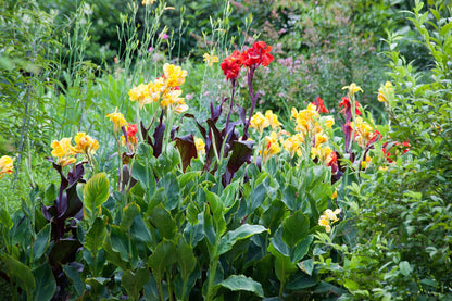 5 YELLOW CANNA LILY Indian Shot Canna Indica Flower Seeds