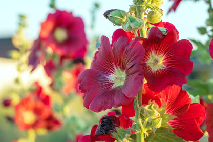25 DARK RED HOLLYHOCK Alcea Rosea Flower Seeds Perennial