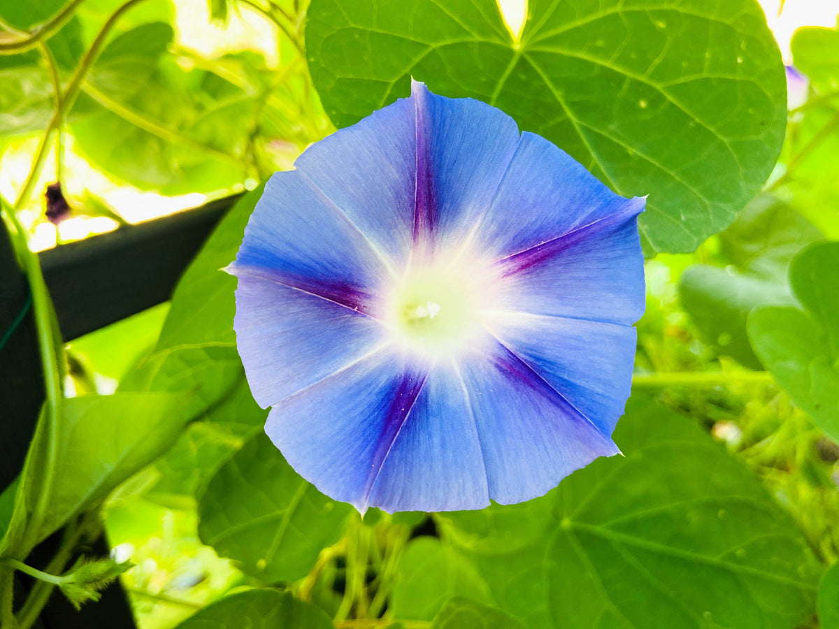 75 Blue STAR MORNING GLORY Ipomoea Tricolor Flower Vine Seeds