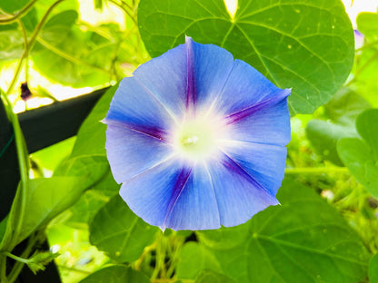 75 Blue STAR MORNING GLORY Ipomoea Tricolor Flower Vine Seeds