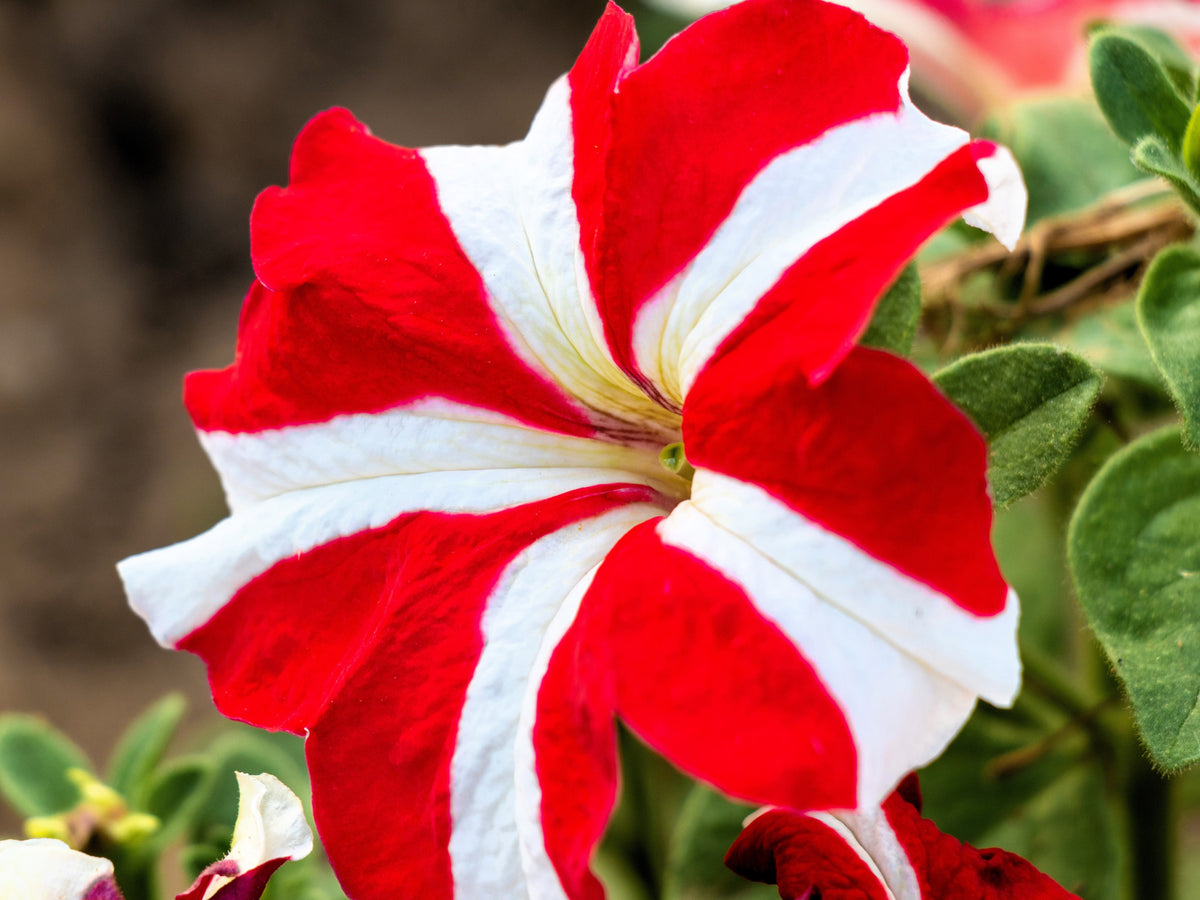 100 STAR MIX PETUNIA Mixed Colors Petunia Violacea Flower Seeds Red Blue Purple