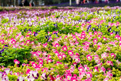 10 KAUAI MIX TORENIA Fournieri Sun or Shade Wishbone Flower Seeds - Mixed Colors 2 Tone Blue Red Pink
