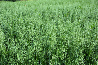 200 ORGANIC OAT Oats Avena Sativa Grain Vegetable Seeds