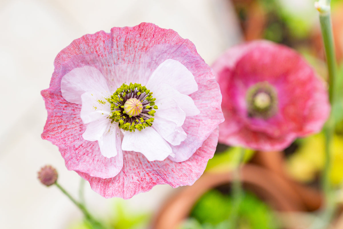 100 MOTHER Of PEARL POPPY Mix Papaver Rhoeas Shirley Flower Seeds Mixed Colors