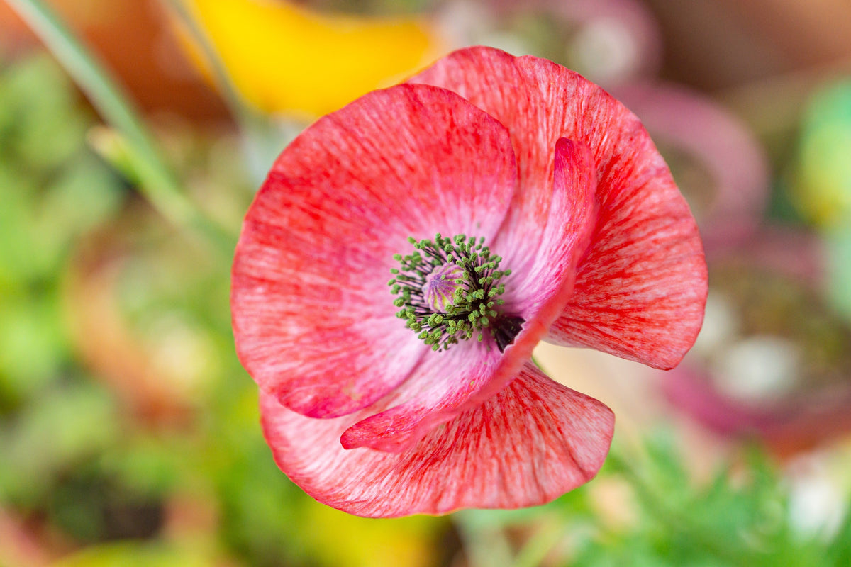 100 MOTHER Of PEARL POPPY Mix Papaver Rhoeas Shirley Flower Seeds Mixed Colors