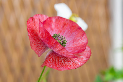 100 MOTHER Of PEARL POPPY Mix Papaver Rhoeas Shirley Flower Seeds Mixed Colors