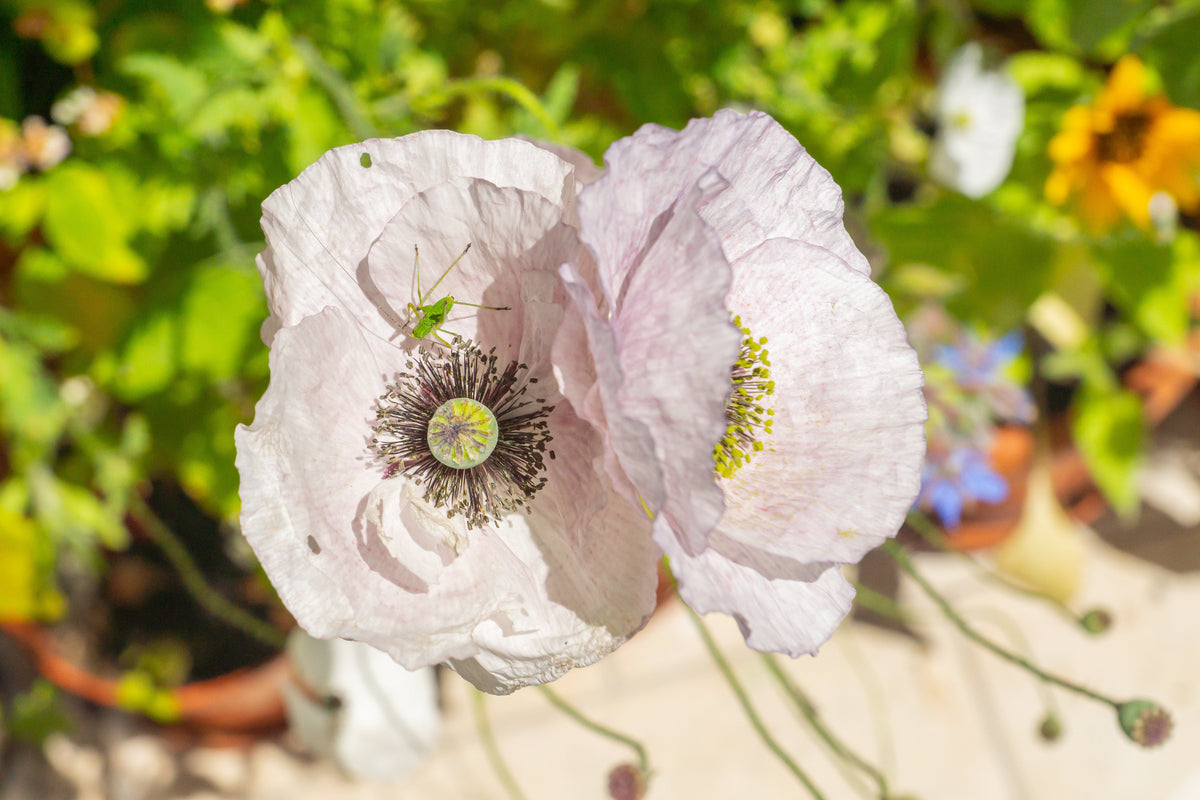 100 MOTHER Of PEARL POPPY Mix Papaver Rhoeas Shirley Flower Seeds Mixed Colors