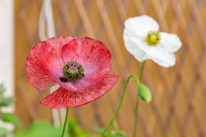 100 MOTHER Of PEARL POPPY Mix Papaver Rhoeas Shirley Flower Seeds Mixed Colors