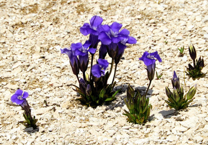 200 FRINGED GENTIAN Gentiana Crinita Gentianopsis Native Herb Blue Purple Flower Seeds