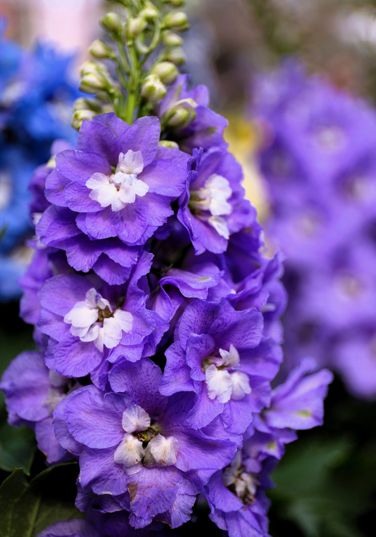 500 Purple ROCKET LARKSPUR DELPHINIUM Ajacis Consolida Flower Seeds