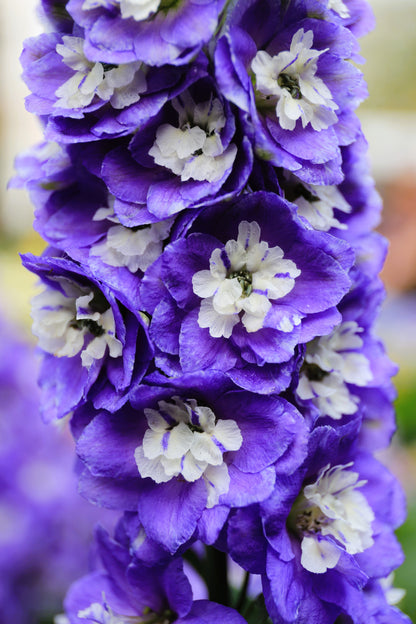 500 Purple ROCKET LARKSPUR DELPHINIUM Ajacis Consolida Flower Seeds