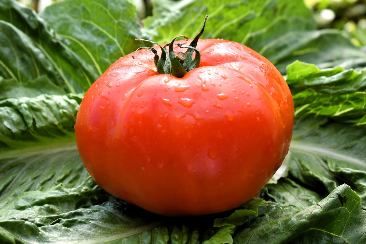 200 Red RUTGERS TOMATO Lycopersicon Globe Determinate 8 oz Fruit Vegetable Seeds