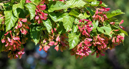 20 Tatarian FLAME MAPLE TREE Red Acer Tataricum Seeds