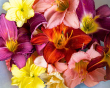 10 MIXED COLORS DAYLILY Hemerocallis Day Lily Fine Mix Red Purple Flower Seeds