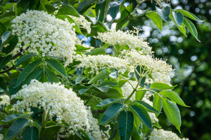 25 American ELDERBERRY FRUIT BUSH Shrub Tree Sambucus Nigra Canadensis Seeds