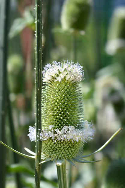 75 FULLERS TEASEL Indian Teasel Dipsacus Sativus White Flower Herb Seeds