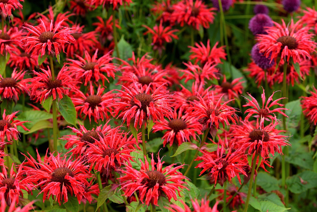 25 BEE BALM MIX Lemon Hummingbird Mint Monarda Didyma Mixed Colors Scarlet, Red, Pink, Purple, Spotted, & Salmon Flower Seeds